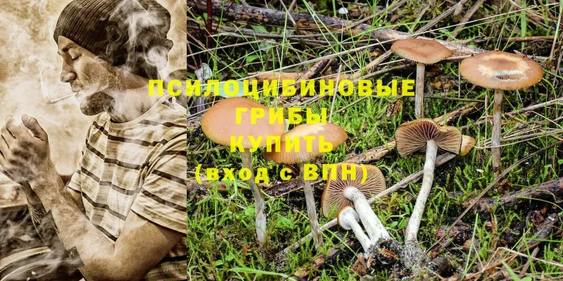 Псилоцибиновые грибы Psilocybe  гидра онион  Новосиль 